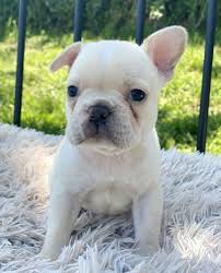 We occasionally have blue french bulldog puppies as this color is a natural occurrence in the breed but often discouraged and also the puppies will turn another natural color like fawn or brindle. Teacup French Bulldog Puppies For Sale In Usa Canada Australia