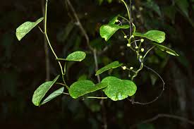 Image result for Menispermaceae