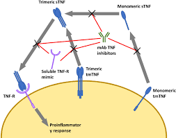 Image result for TNF Inhibitor