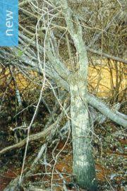 Image result for Adenia gummifera