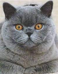 British Shorthair Breeders Australia - British Shorthair Kittens British Shorthair Cats British Shorthair Breeders British Blue Cat