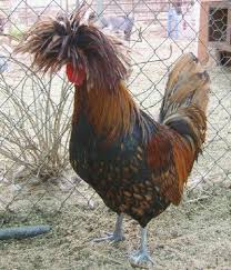Bird With Fluffy Hair On Head Polish Chickens Come In Golden As Well As Silver Beautiful Chickens Chickens Chickens Backyard