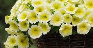 Petunia Easy Wave Yellow F1 Petunia Plant Annual Flowers Trailing Petunias