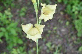 Image result for Gladiolus trichonemifolius