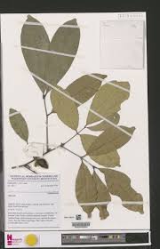 Image result for Pancovia