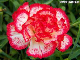 White Carnations Can Be Colored By Adding Food Coloring To The Vase Water Description From Hubpages Com Carnation Flower Pictures Carnation Flower Flowers