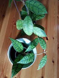Hoya Callistophilla Sp Kalimantan A Jet Setter Callistophilla Hoya Jetsetter Kalimantan Hoya Plants House Plants House Plants Indoor