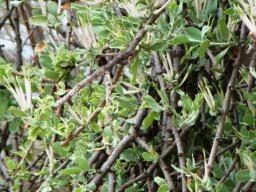 Image result for Agelanthus natalitius