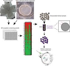 Isolation Of Human Photoreceptor Precursors Via A Cell