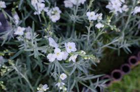 Image result for Gomphostigma