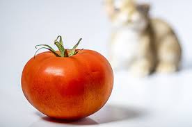 Check out what professionals have to say! Can Rabbits Eat Tomatoes Vet Explains Pets