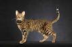 Serengeti Cat Breed Profile • Purrfect Cat Breeds
