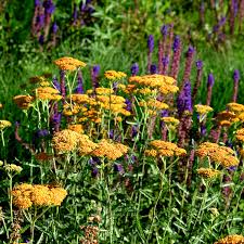 Image result for Achillea millefolium