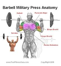 Freefitnessguru Barbell Military Press Anatomy Deltoid Workout Military Press Shoulder Training