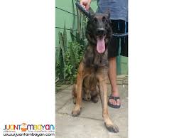 Because of the lack of training & socialization, training using archaic methods could make them extremely aggressive. Quality Stud Belgian Malinois Xl 3 Studs To Choose From