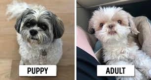 The chemicals in human shampoo are far too harsh for the skin and hair of dogs. 12 Dog Breeds That Will Forever Look Like Tiny Puppies Onthebright Com