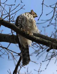Posting for visibility, an email i received from gavin hawk. On The Move Catch The Hawks And Songbirds Heading South The Examiner News