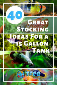 Stocking A 15 Gallon Tank You Won T Believe The Fish We Picked Fresh Water Fish Tank Community Fish Tank Aquarium Fish Tank
