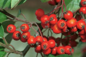 Robins, bluebirds, catbirds, vireos, kingbirds, juncos, warblers, wild turkey and others. Tree With Tiny Red Berries Idioticfashion