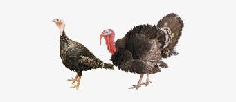 Response of vaccinated orlopp bronze turkey aged 5 weeks to challenge with c. This Premium Broad Breasted Turkey Has Excellent Conformation Orlopp Bronze Turkey Transparent Png 480x288 Free Download On Nicepng