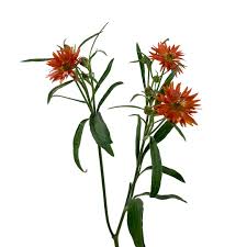 Image result for Ranunculus stagnalis