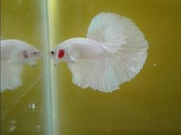 New betta all white opal for my 10g 2.0 zen tank. Holy Grail Opaque White Betta Fish Youtube