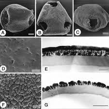Image result for Hylodesmum repandum