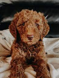 F1bb Red Golden Doodle Goldendoodle Dogs Animals