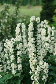 We did not find results for: Philadelphus Illuminati Tiny Tower Mockorange Philadelphus Coronarius Pleasant View Gardens