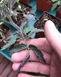 Broccoli leaves are the new kale: Tomato Seedlings W Purple Rolled Up Leaves