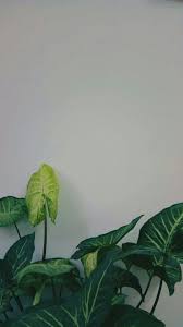 We did not find results for: Aesthetic Green White Wallpaper Android Green Aesthetic White Wallpaper Plant Aesthetic