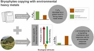 Image result for Crepidorhopalon rupestris