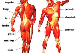 Muscles, connected to bones or internal organs and blood vessels, are in charge for movement. List Of Muscles Of The Human Body What Are The Major Muscles In The Human Body