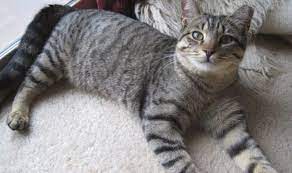 This high quality transparent png images is totally free on pngkit. 10 Things You Didn T Know About The Grey Tabby Cat