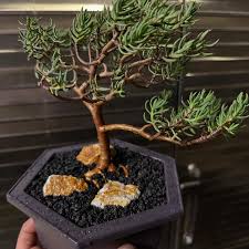 Image result for Crassula sarcocaulis