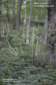 Image result for Bambekea racemosa