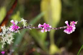 Image result for Diaphananthe bidens