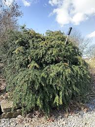 Image result for Berberis verruculosa