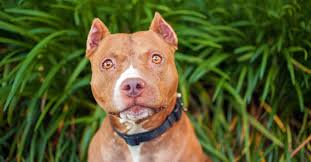Usually it is a red flag if the vet charges significantly lower or higher, but some vets in the midwest are exceptionally skilled at cropping and only. Two Painful Procedures Your Puppy Should Never Have To Endure The Animal Rescue Site News