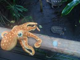 Freshwater Octopus Species Species Of Freshwater Tropical Sharks Need To Idealand Successfully Octopus Octopus Species Aquarium