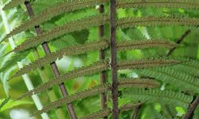 Image result for Cyathea cf. humilis