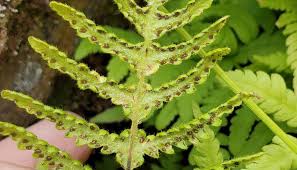 Image result for Thelypteridaceae