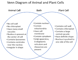 How are stem cells different from animal cells? Plant And Animal Cells Venn Diagram Differences And Similarities
