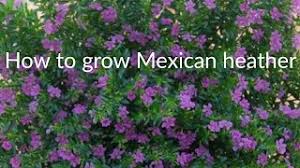 Here are tips on how to prune and care for it from spring to summer, fall and winter. How To Grow And Care Mexican Heather Youtube
