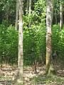 Because idioms don't always make sense literally, you'll need to familiarize yourself with the meaning and usage of each idiom. Pokok Getah Wikipedia Bahasa Melayu Ensiklopedia Bebas