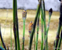 Image result for Equisetum ramosissimum
