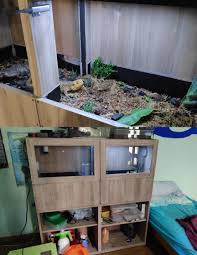 Bearded dragon diy reptile enclosure. Diy Bioactive Terrarium For Our Bearded Dragon His Name Is Tesla D Made From Ikea Besta Reptiles