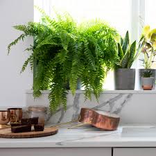 On the back of the fronds, the spores are. Boston Fern Bathroom Kitchen Indoor Houseplant The Little Botanical
