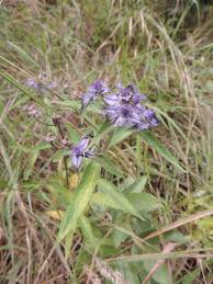 Image result for Haumaniastrum caeruleum
