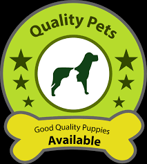 Ruby is in chennai india finally. Quality Pets In Kodambakkam Chennai 600024 Sulekha Chennai